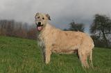 IRISH WOLFHOUND 365